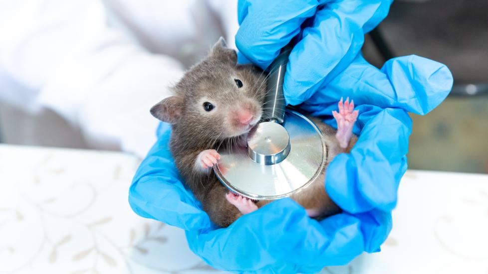 wet tail in hamsters; a vet examines a pet hamster.